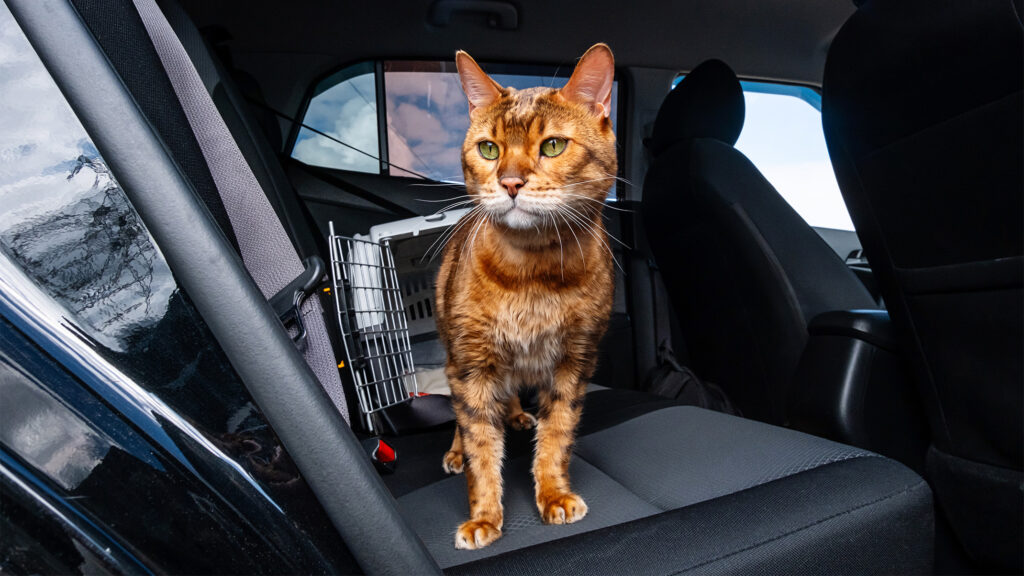 Can Cats Get Carsick? – Catit