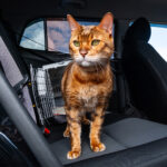 Can Cats Get Carsick? – Catit