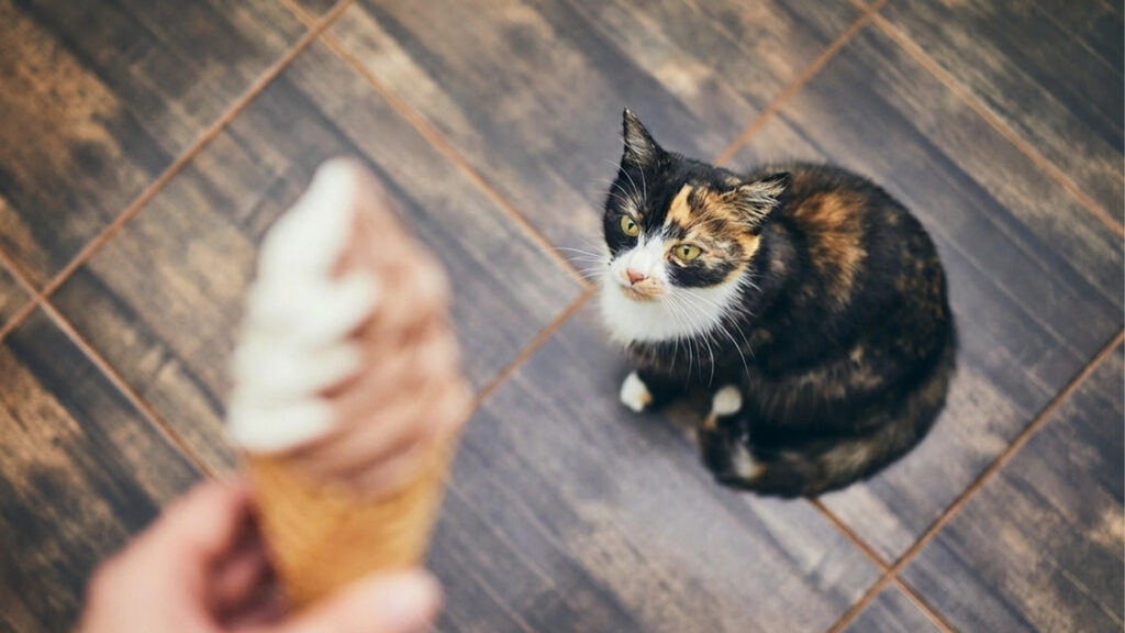 Can Cats Have Ice Cream?