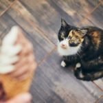 Can Cats Have Ice Cream?
