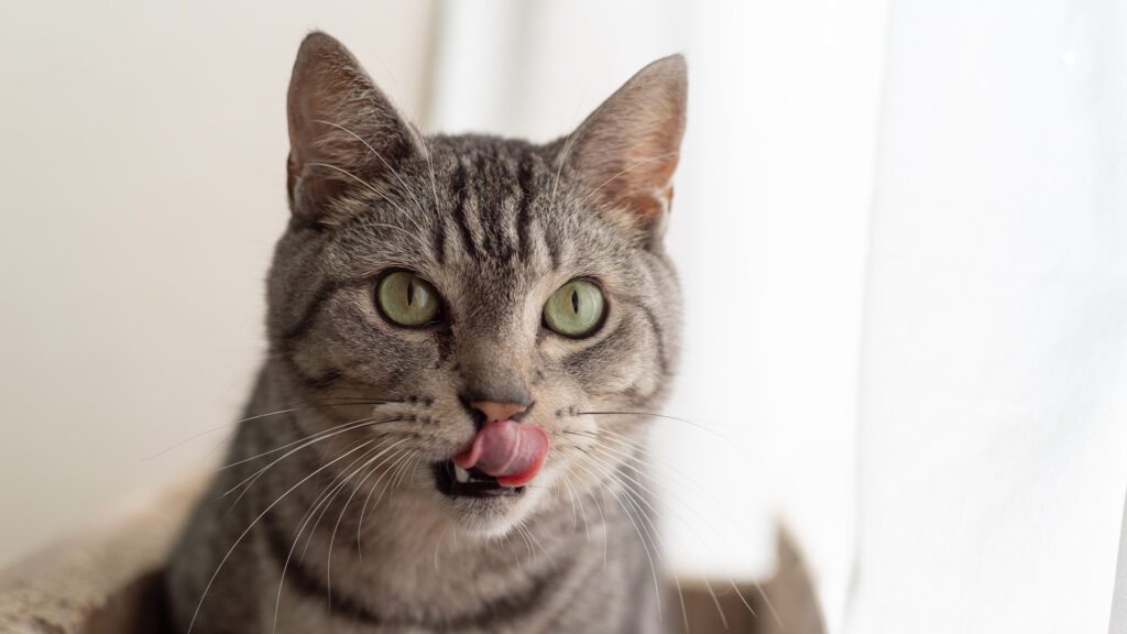 Taste Buds in Cats: Why Your Cat Loves Tuna but Ignores Sweet Treats