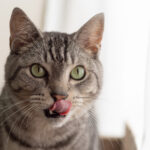 Taste Buds in Cats: Why Your Cat Loves Tuna but Ignores Sweet Treats