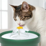 Catit Flower Fountain Q&A – Catit