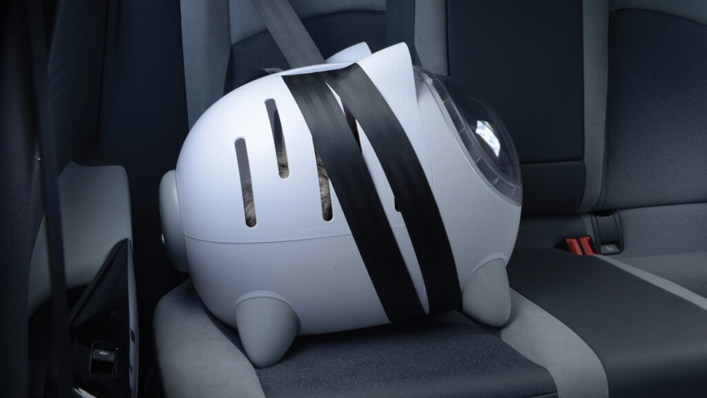 How to Train Your Cat to Use a Pet Carrier