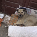 A Sickly And Lonely Senior Stray Dog Finally Gets To Live The Rest of Her Life In Bliss