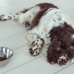 Why Is My Dog Suddenly Not Interested in Food?