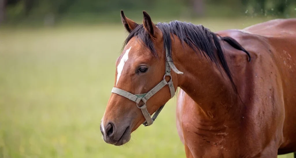 Horses Deserve Better