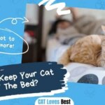 How to Keep Your Cat off the Bed? Strategies That Work