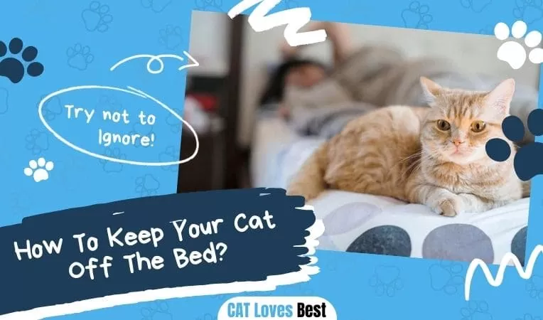 How to Keep Your Cat off the Bed? Strategies That Work