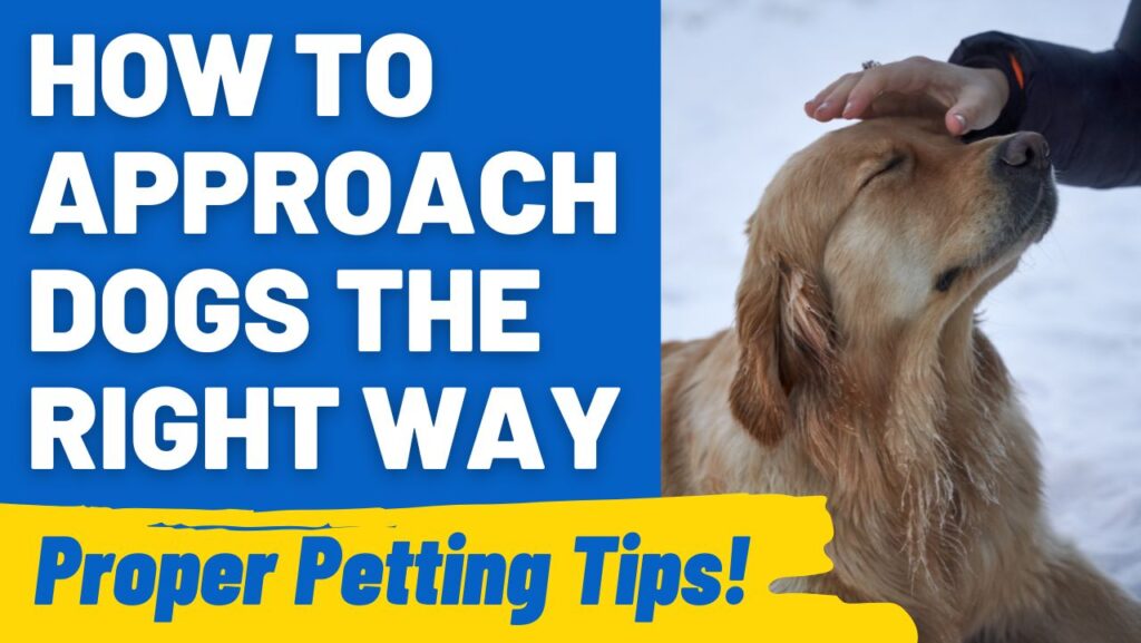 Can I Pet That Dog: The Right Way to Pet Pups- HoundGames