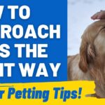 Can I Pet That Dog: The Right Way to Pet Pups- HoundGames