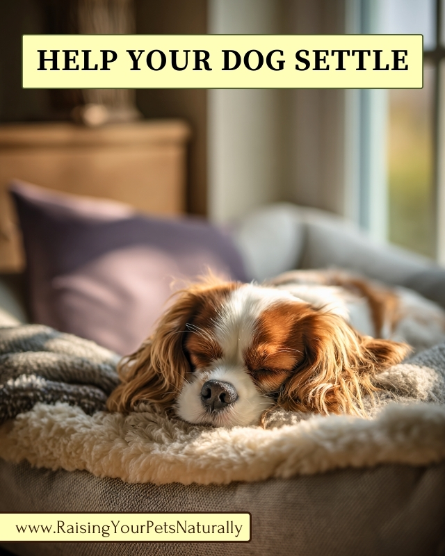 How to Calm a Dog Down Instantly