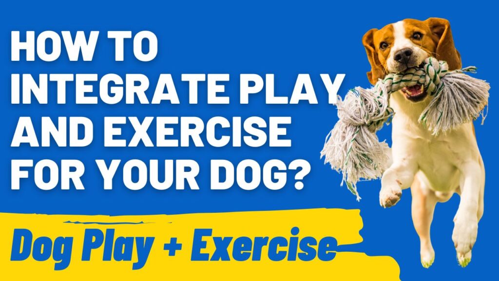 Integrating Dog Exercise and Play: Tips and Strategies