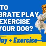 Integrating Dog Exercise and Play: Tips and Strategies