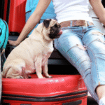 The Guide on How to Prep Your Pets for Emergencies and Natural Disasters