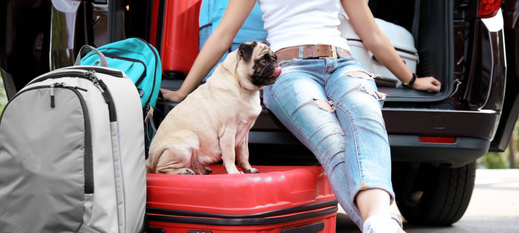The Guide on How to Prep Your Pets for Emergencies and Natural Disasters