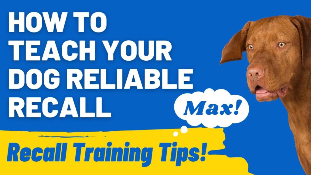 Mastering Dog Recall: Proven Training Secrets
