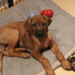 What’s a Puppy Palace, and Do I Need One?