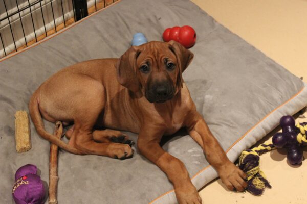 What’s a Puppy Palace, and Do I Need One?