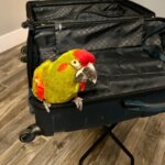 Traveling with Parrots (Part One)