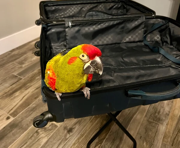 Traveling with Parrots (Part One)