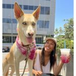 Supplement Brand Native Pet Appoints Ariel Stoddard as Chief Marketing Officer