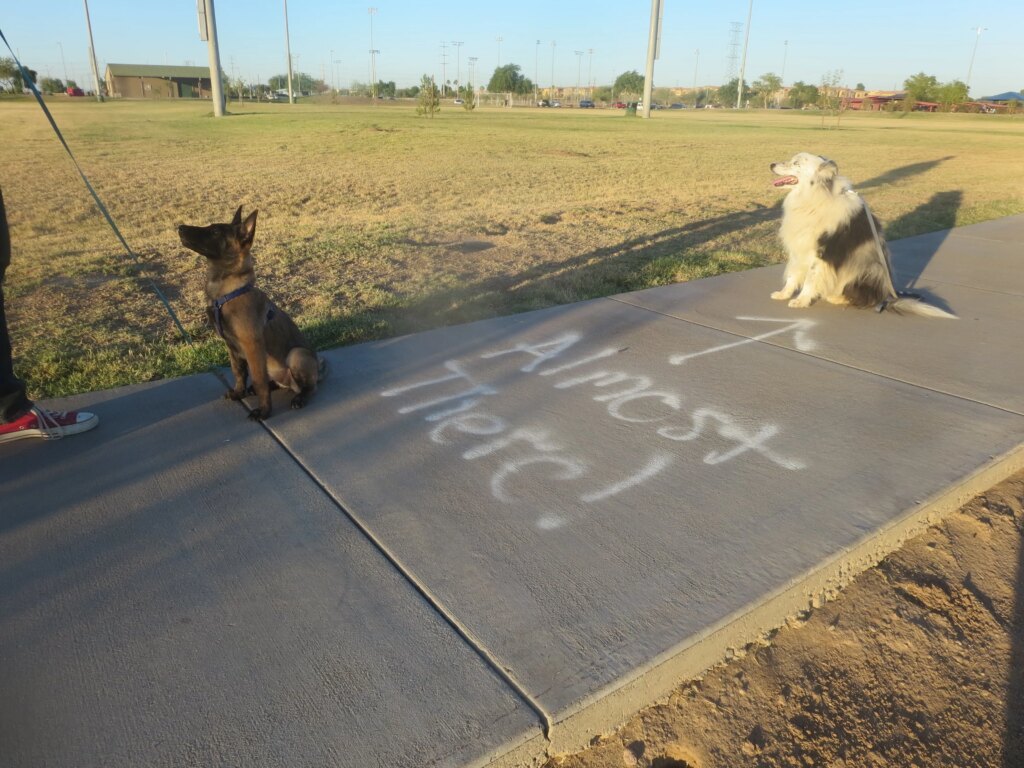 Is “give it time” really the solution to the puppy blues?
