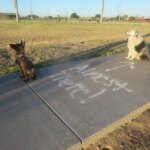 Is “give it time” really the solution to the puppy blues?