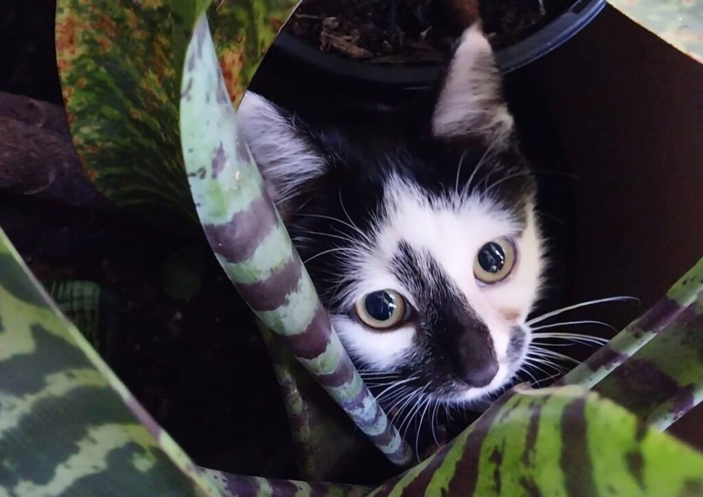 How to Desensitise a Cat to Fearful Sounds
