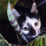 How to Desensitise a Cat to Fearful Sounds