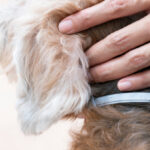 Report Questions EPA’s Handling Of Seresto Flea Collars