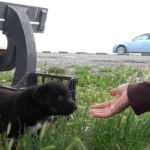 Rescuers Were Shocked To Find Three Playful Puppies Abandoned On The Side Of A Busy Road
