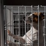 Is It Cruel to Crate a Dog While at Work? Controversy Ahead!