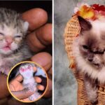 Another Rare Two Faced “Janus” Kitten Born