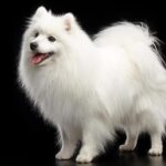 Japanese Spitz – Dog Breed Information