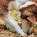 Diagnosis and Treatment of Lungworms in Dogs