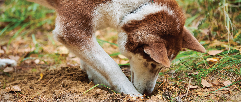 Diagnosis and Treatment of Lungworms in Dogs