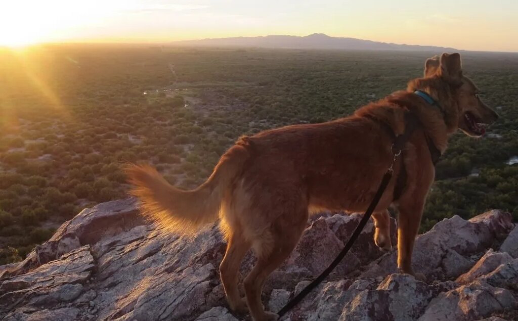 Do you really have to be the gatekeeper of all good things to get your dog to listen?