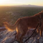 Do you really have to be the gatekeeper of all good things to get your dog to listen?
