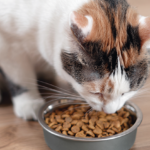 Nutritional Management of Uremic Toxin Accumulation in Cats with Chronic Kidney Disease