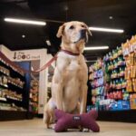 DOG and Just for Pets to champion British manufacturers