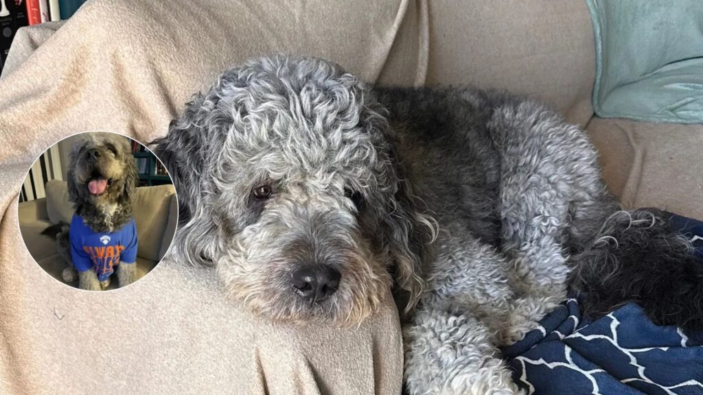 Justice for Jameson: $100K GoFundMe for Dog Killed by LAPD