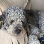 Justice for Jameson: $100K GoFundMe for Dog Killed by LAPD