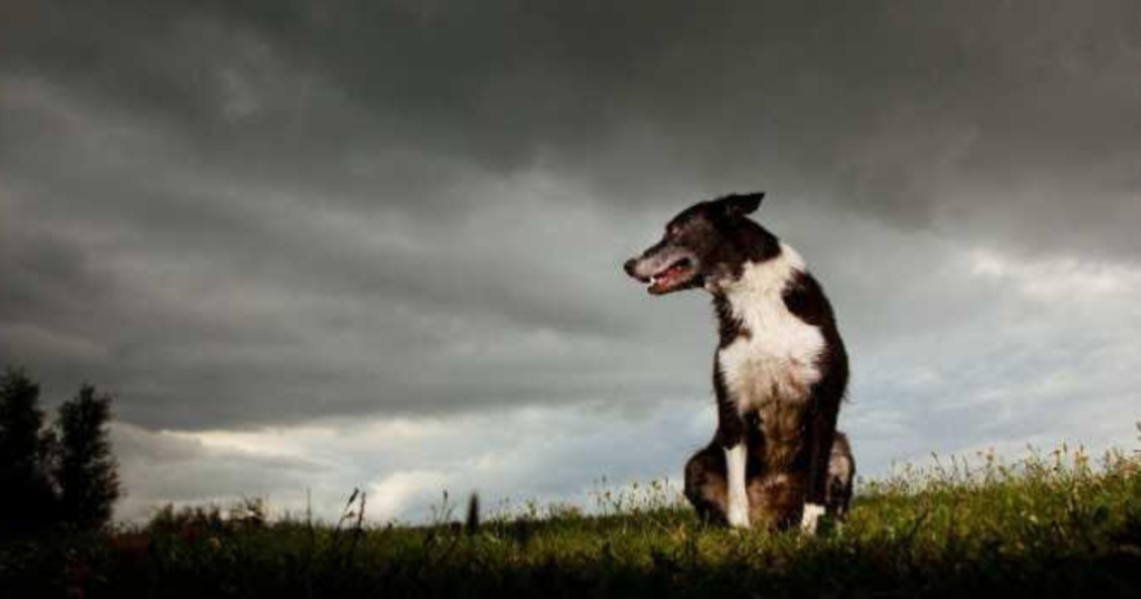 Helping Sound Sensitive Dogs Beyond the Front Door