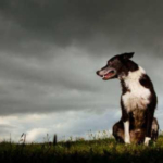 Helping Sound Sensitive Dogs Beyond the Front Door