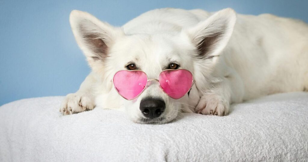 The Show Must Go On! Or Must It? Ensuring Animal Actors Thrive