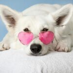 The Show Must Go On! Or Must It? Ensuring Animal Actors Thrive