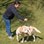 Ignore Unwanted Behavior in Dog Training Explained Karen Pryor Clicker Training |