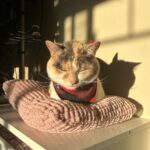 The Regal Cafe Find Cats Their Forever Home