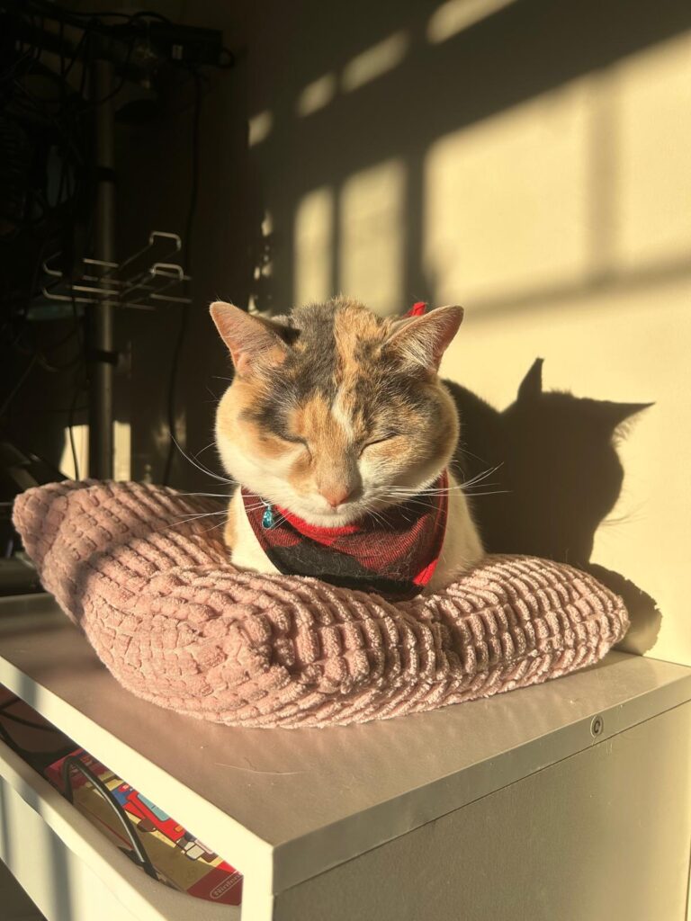 The Regal Cafe Find Cats Their Forever Home